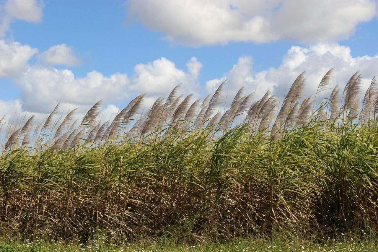 Industrial Special Risk Insurance Mackay